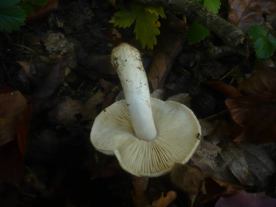 Tricholoma portentosum var. lugdunense image