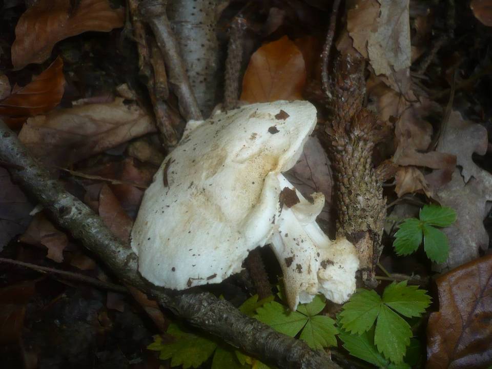 Tricholoma portentosum var. lugdunense image