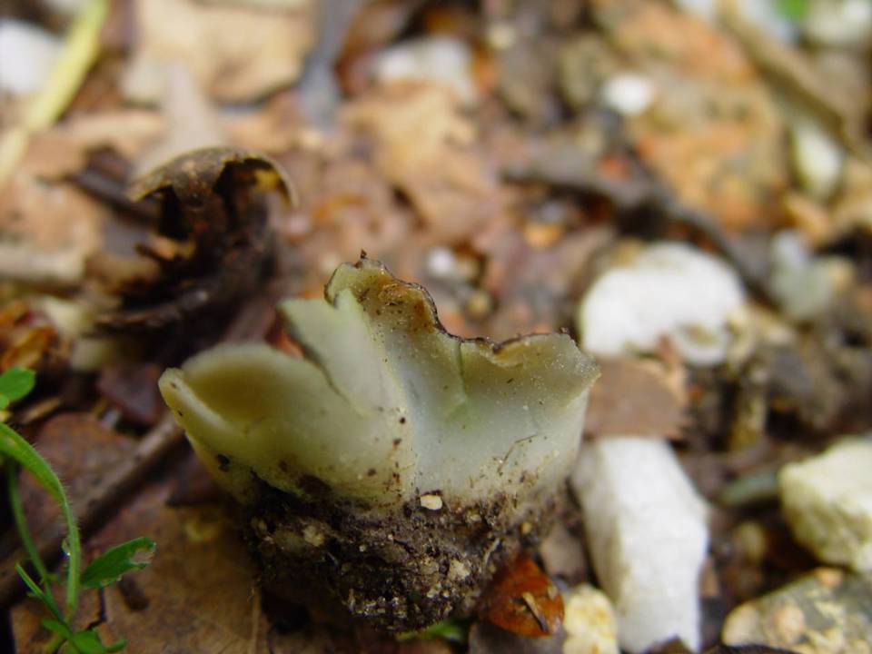 Peziza succosella image