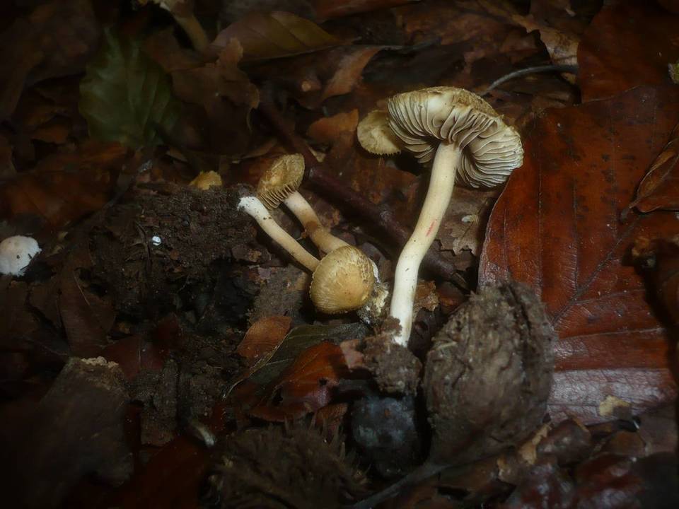 Inocybe hirtella image