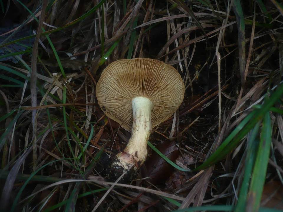 Cortinarius nanceiensis image