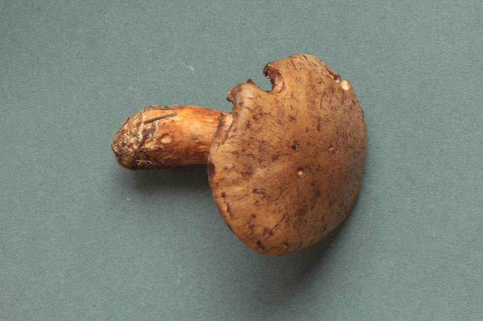 Cortinarius saginus image