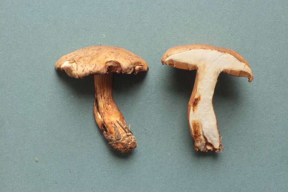 Cortinarius saginus image