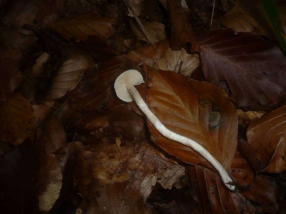 Hygrophorus unicolor image