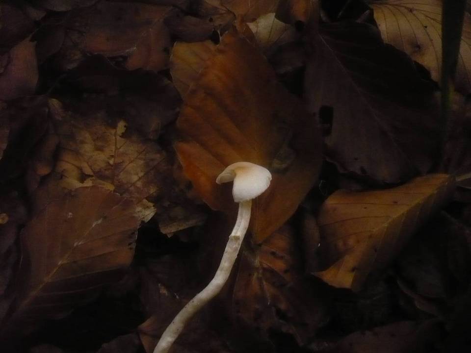 Hygrophorus unicolor image