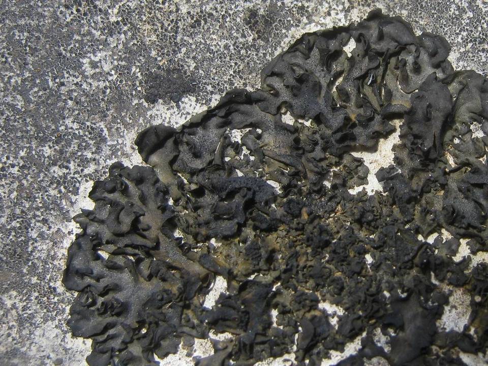 Collema latzelii image