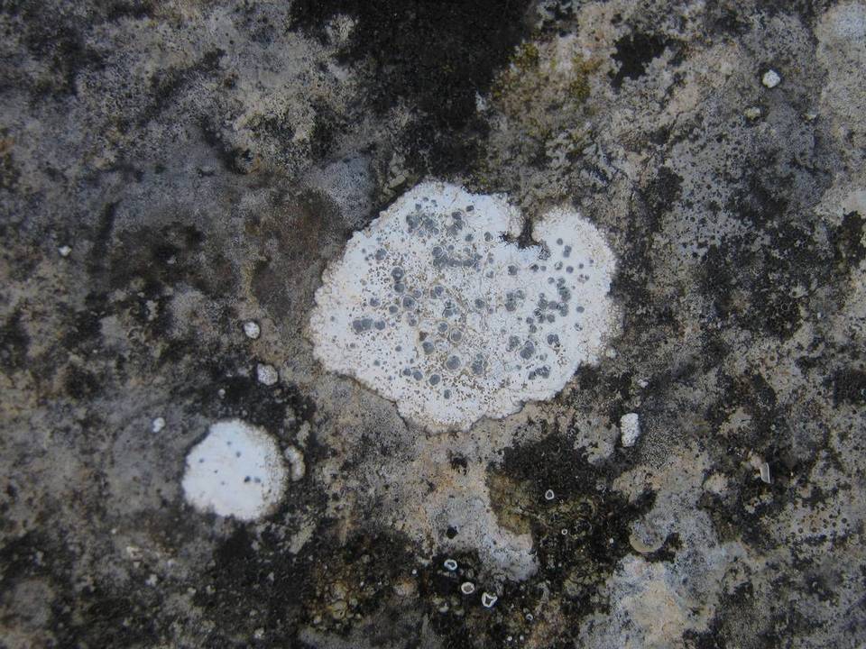 Diplotomma venustum image