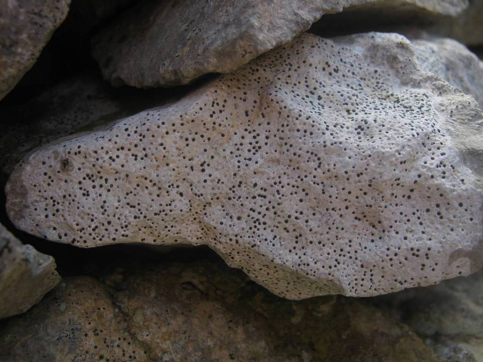 Clauzadea immersa image
