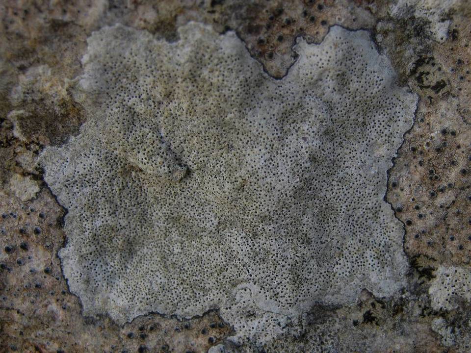 Verrucaria baldensis image