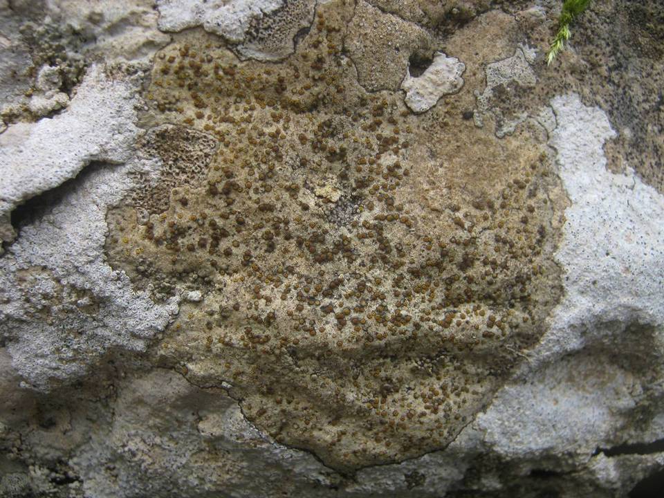 Caloplaca ochracea image
