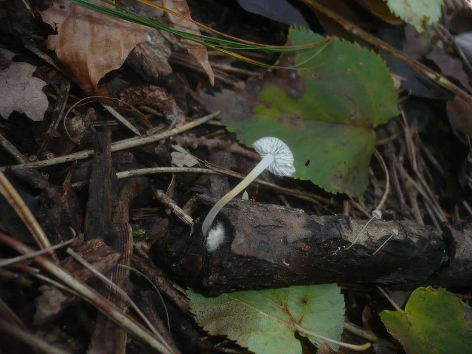 Mycenella salicina image