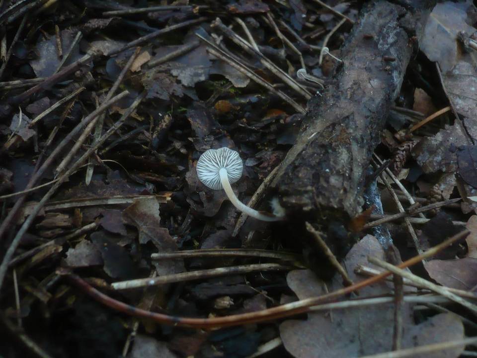 Mycenella salicina image