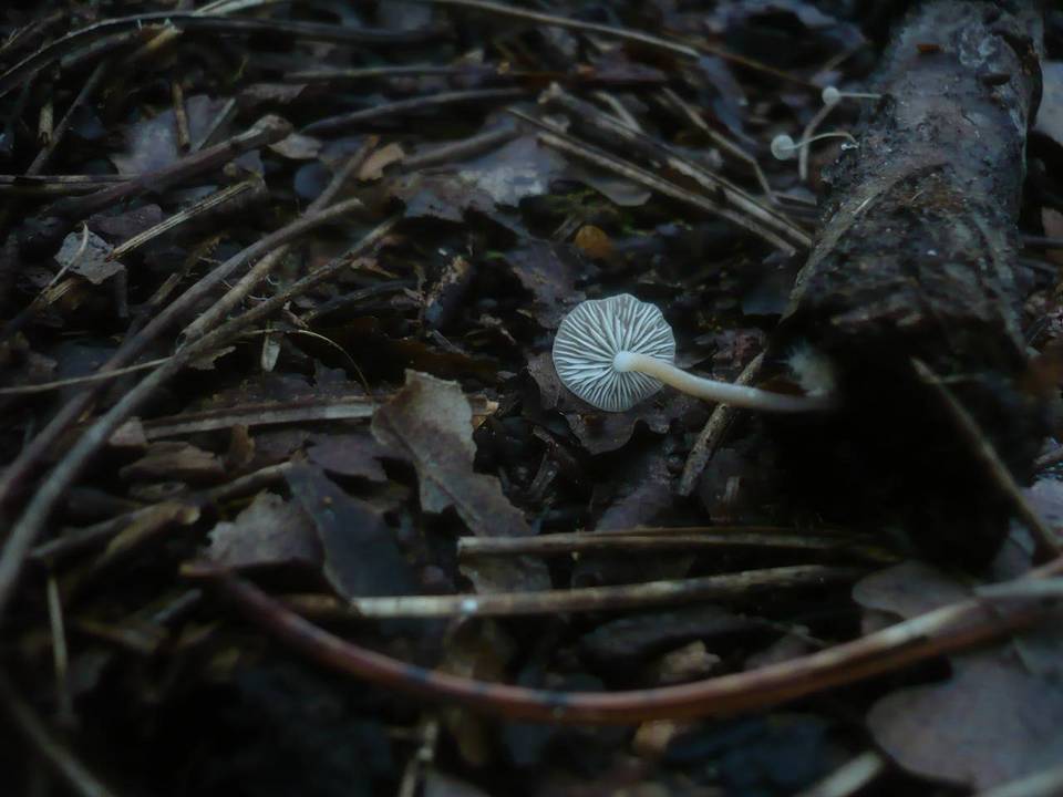 Mycenella salicina image