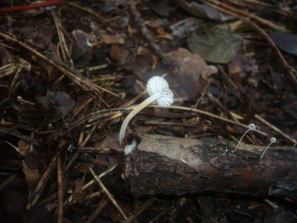 Mycenella salicina image