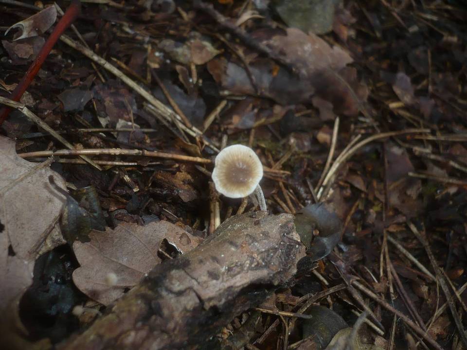 Mycenella salicina image