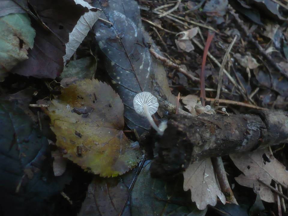 Mycenella salicina image