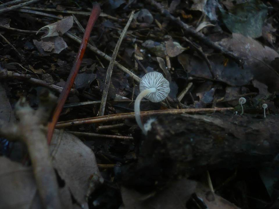 Mycenella salicina image
