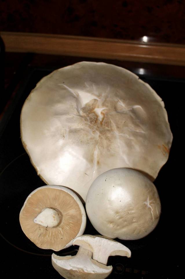Leucopaxillus lepistoides image
