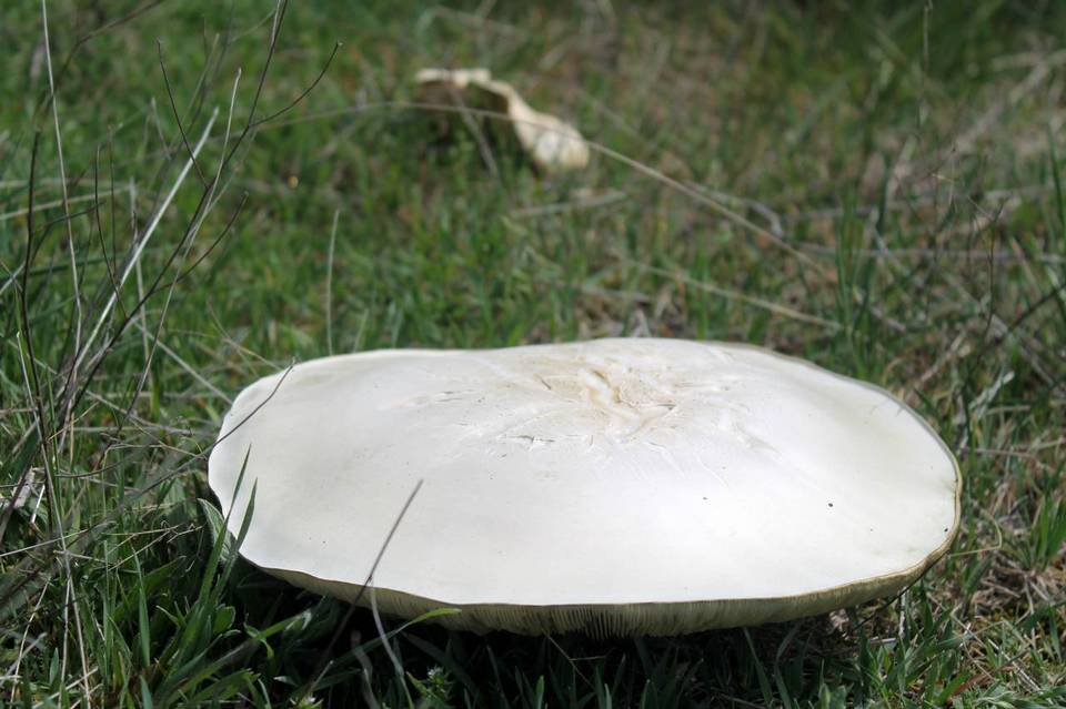 Leucopaxillus lepistoides image