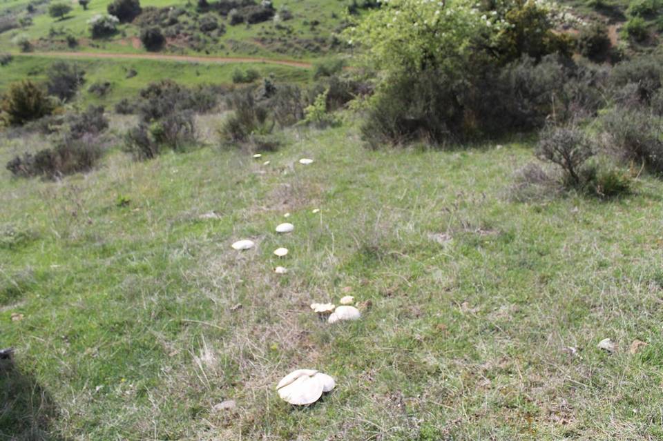 Leucopaxillus lepistoides image