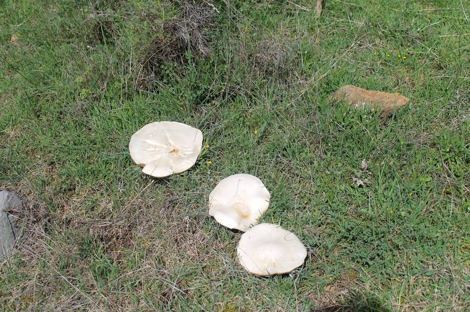 Leucopaxillus lepistoides image