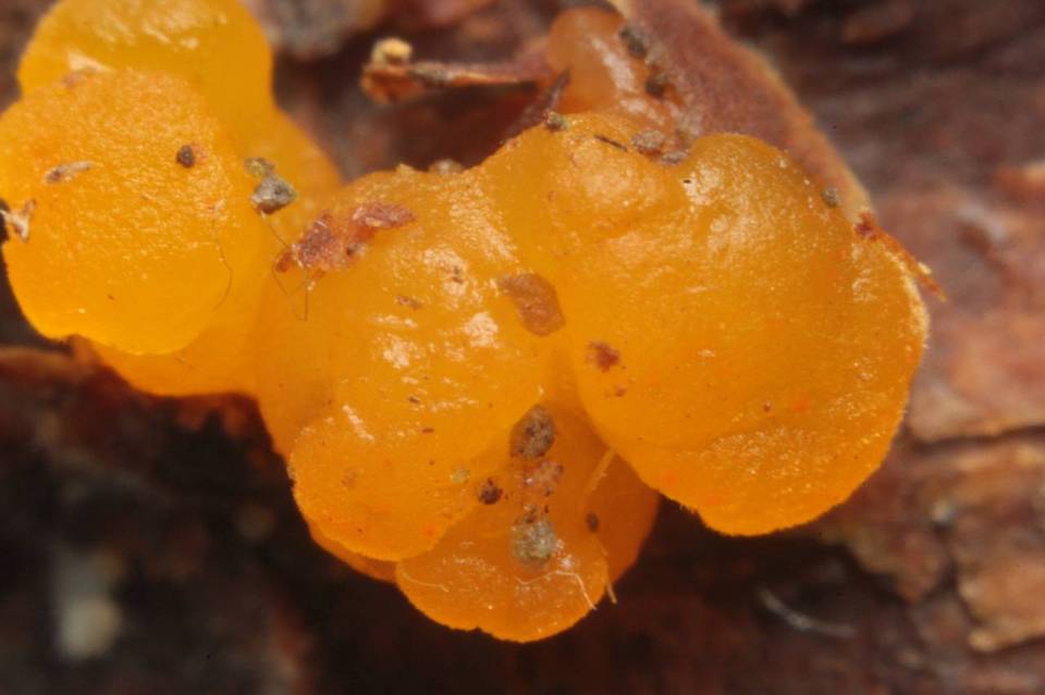 Dacrymyces ovisporus image