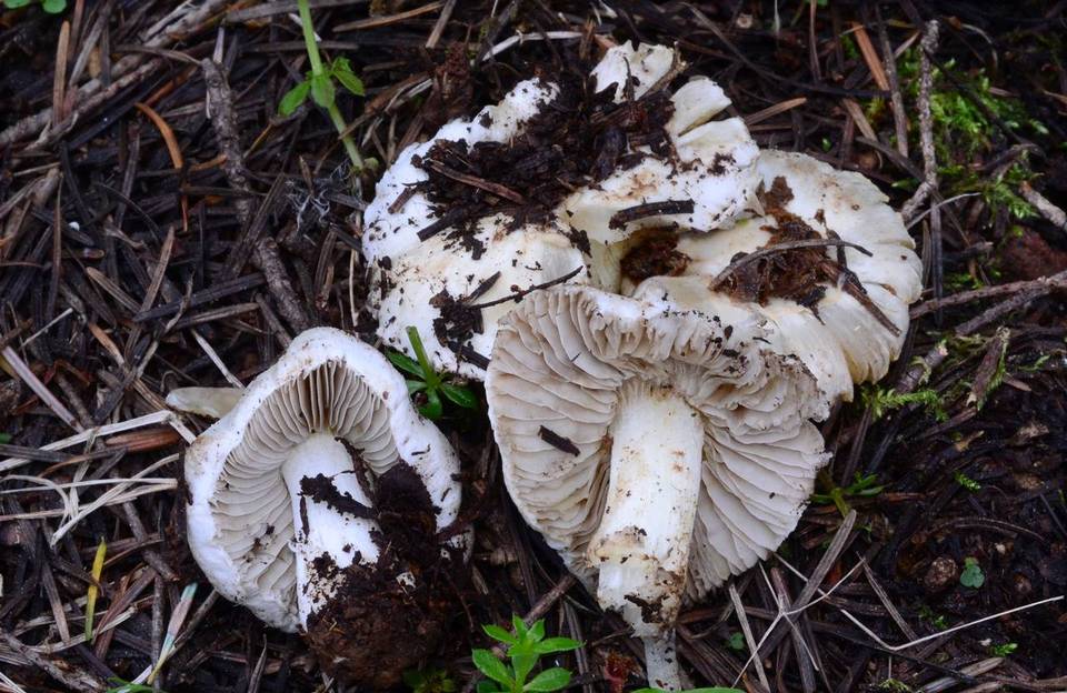 Inocybe sambucina image