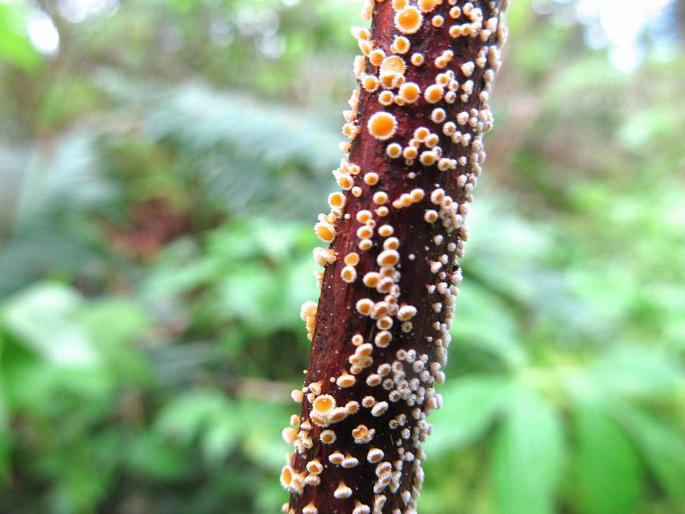 Capitotricha rubi image
