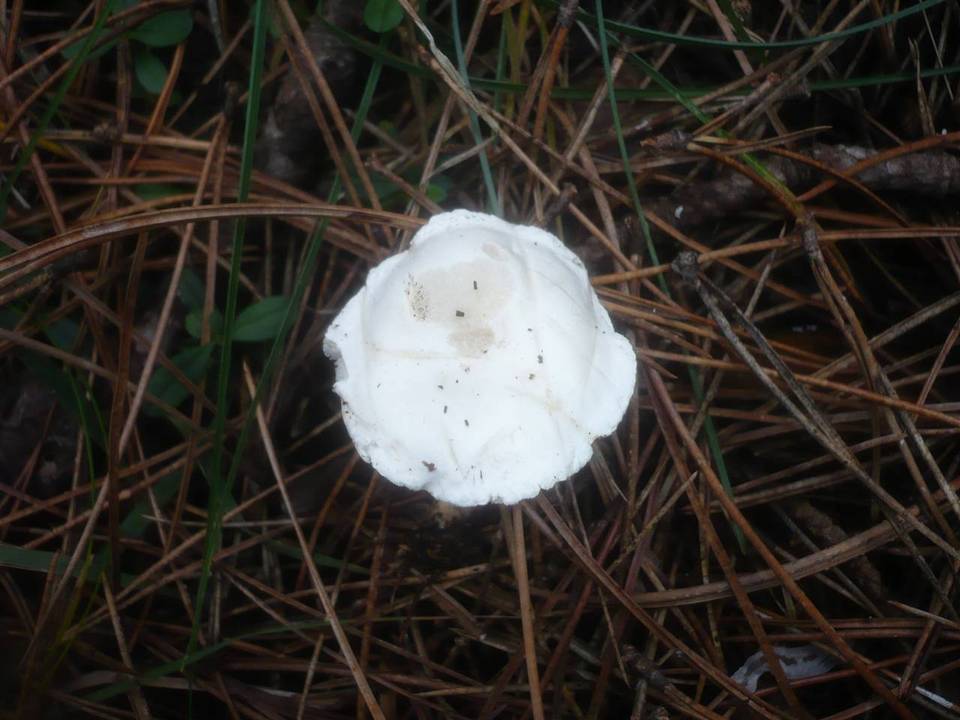 Clitocybe nivea image