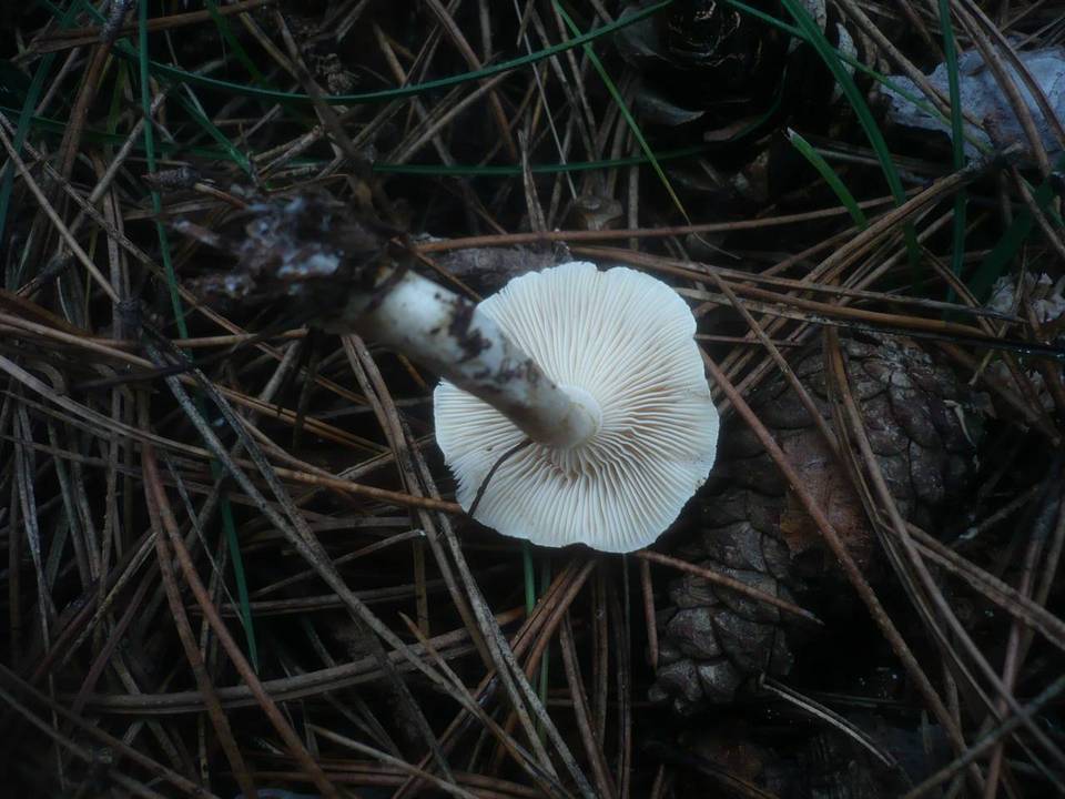 Clitocybe nivea image