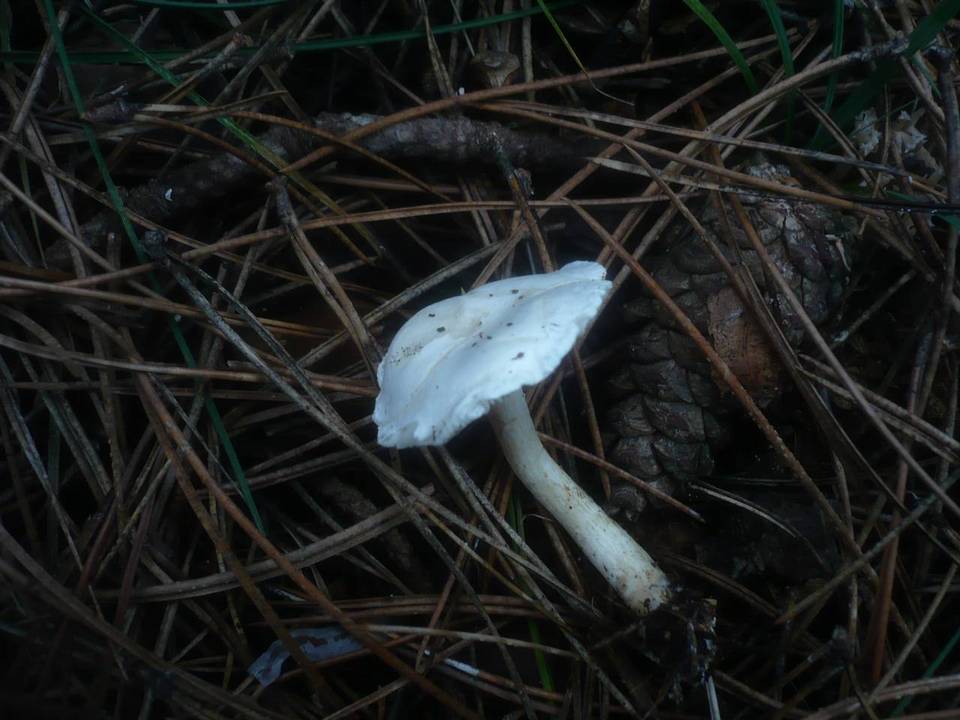 Clitocybe nivea image