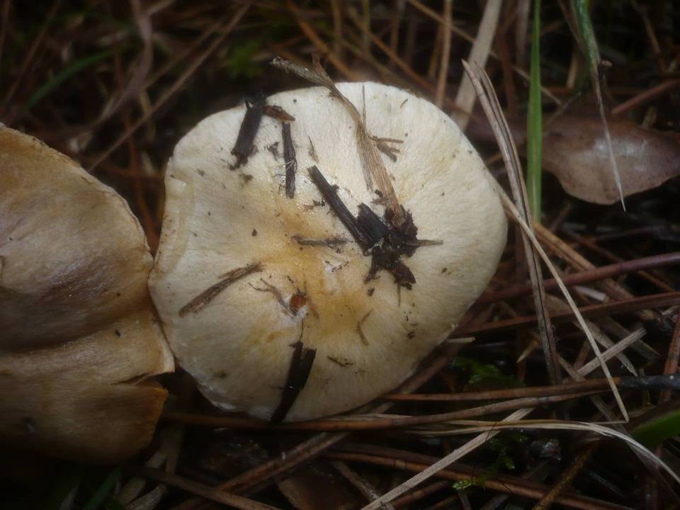 Cortinarius fraudulosus image
