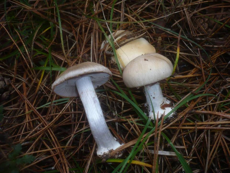 Cortinarius fraudulosus image