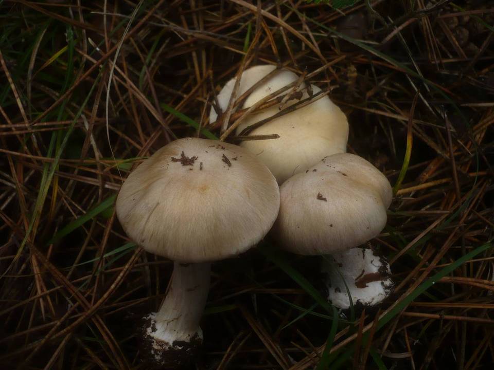 Cortinarius fraudulosus image