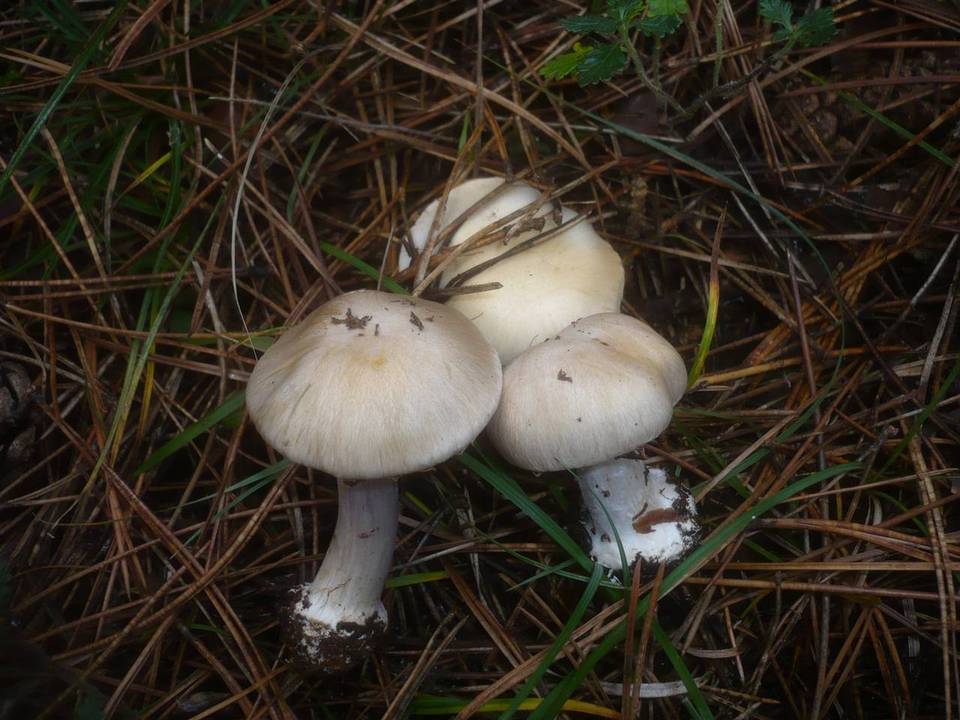 Cortinarius fraudulosus image