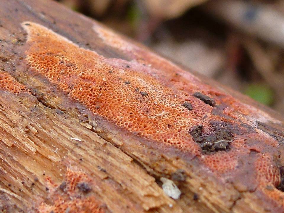 Ceriporia excelsa image