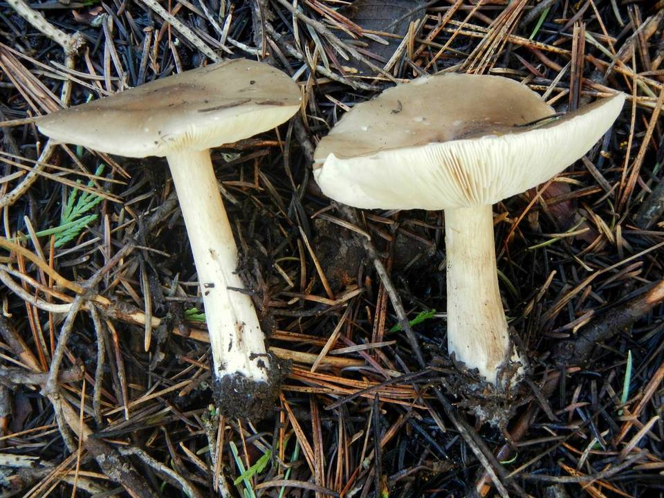 Melanoleuca evenosa image