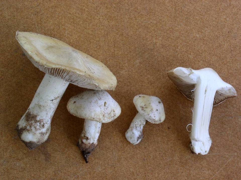 Inocybe sambucina image