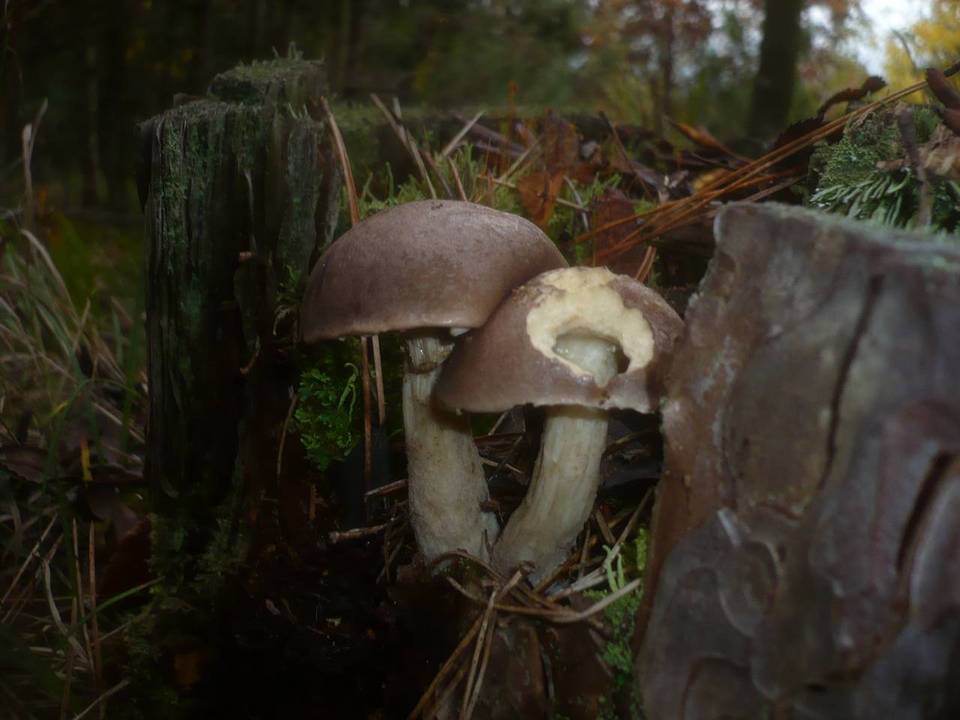 Leccinum brunneogriseolum image