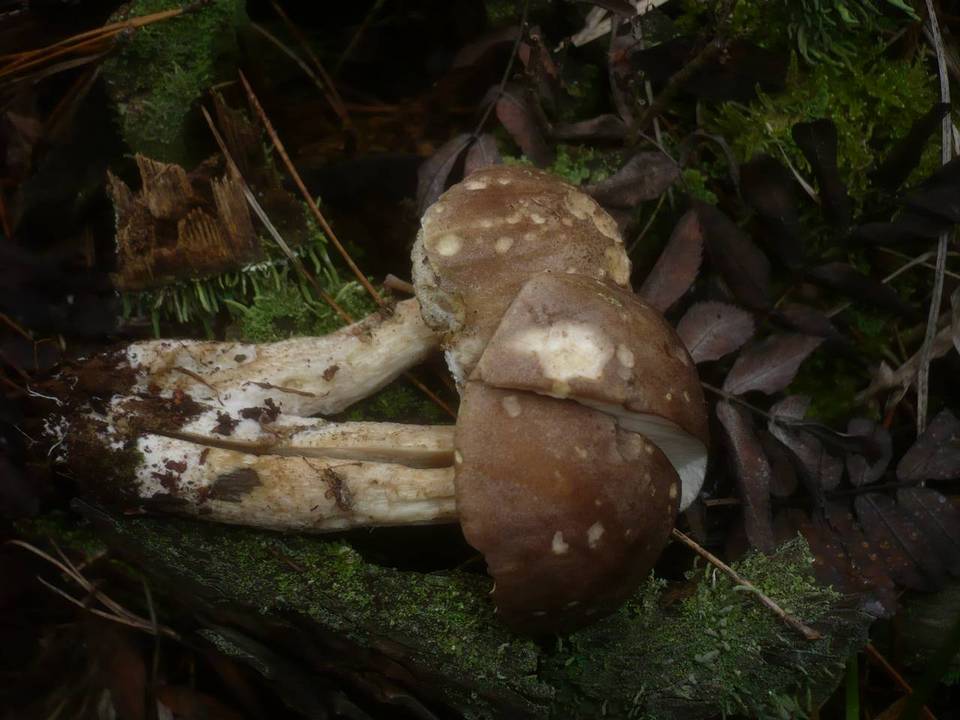 Leccinum brunneogriseolum image