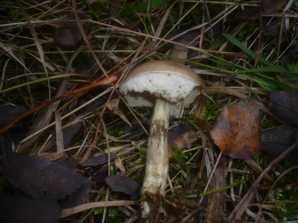 Leccinum brunneogriseolum image