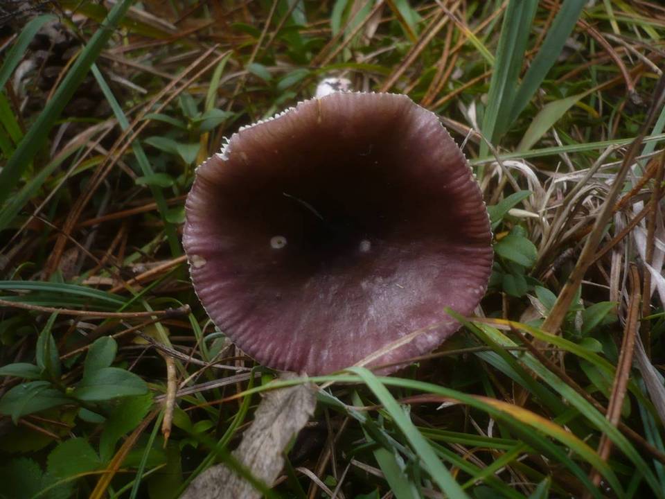 Russula fuscorubra image