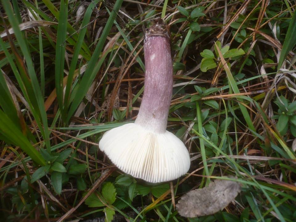 Russula fuscorubra image
