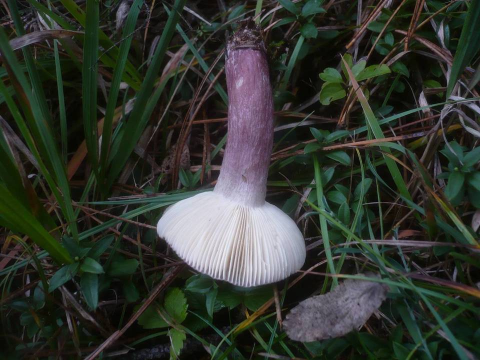 Russula fuscorubra image