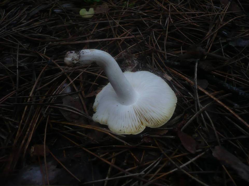 Tricholoma sejunctum var. coniferarum image