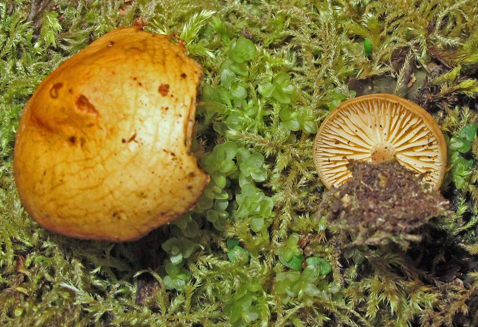 Flammulina elastica image