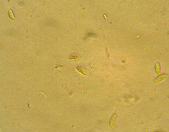 Flammulina elastica image