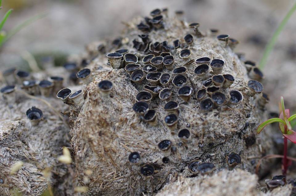 Cyathus pygmaeus image