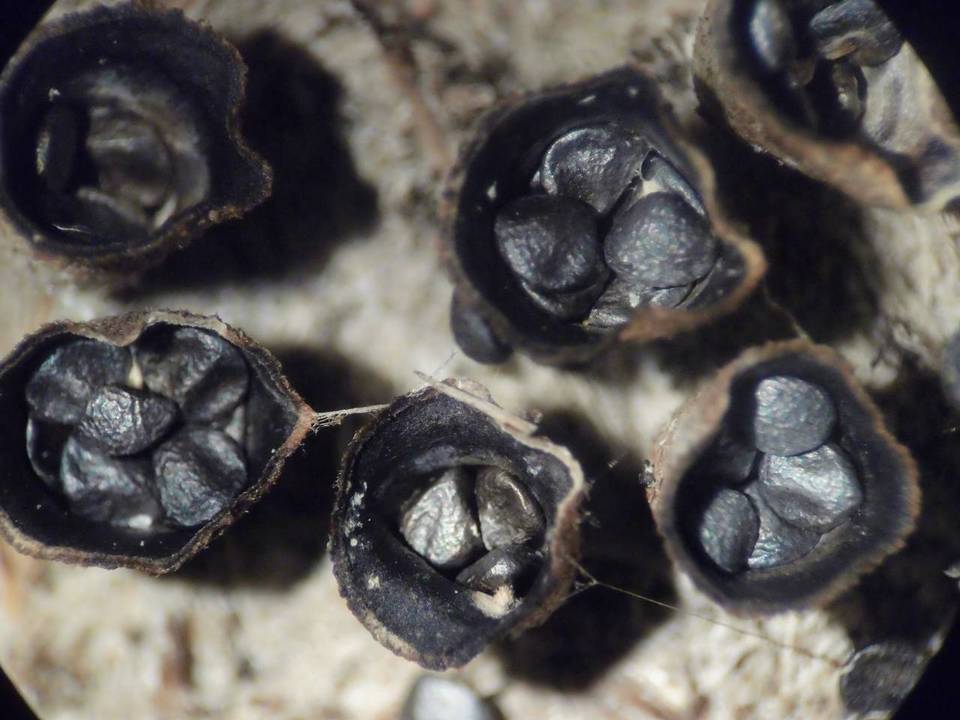 Cyathus pygmaeus image