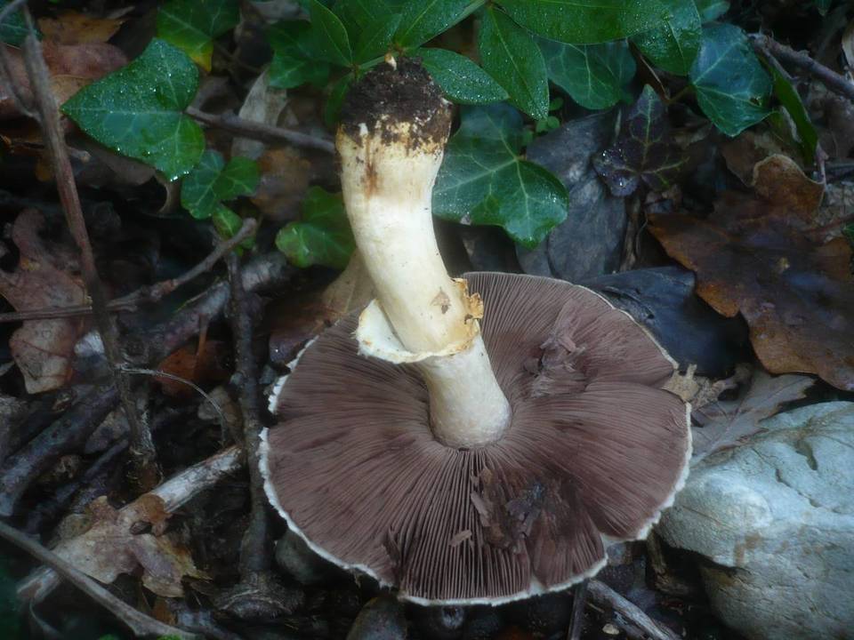 Agaricus phaeolepidotus image